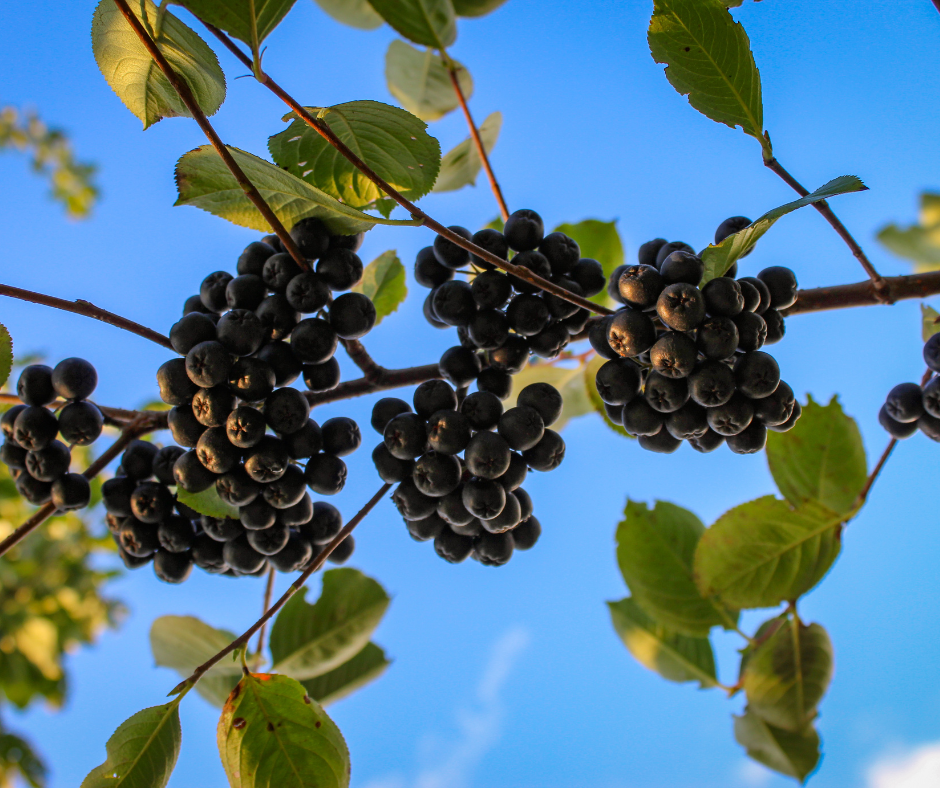 Aronia: Origini și beneficii ale superfructului