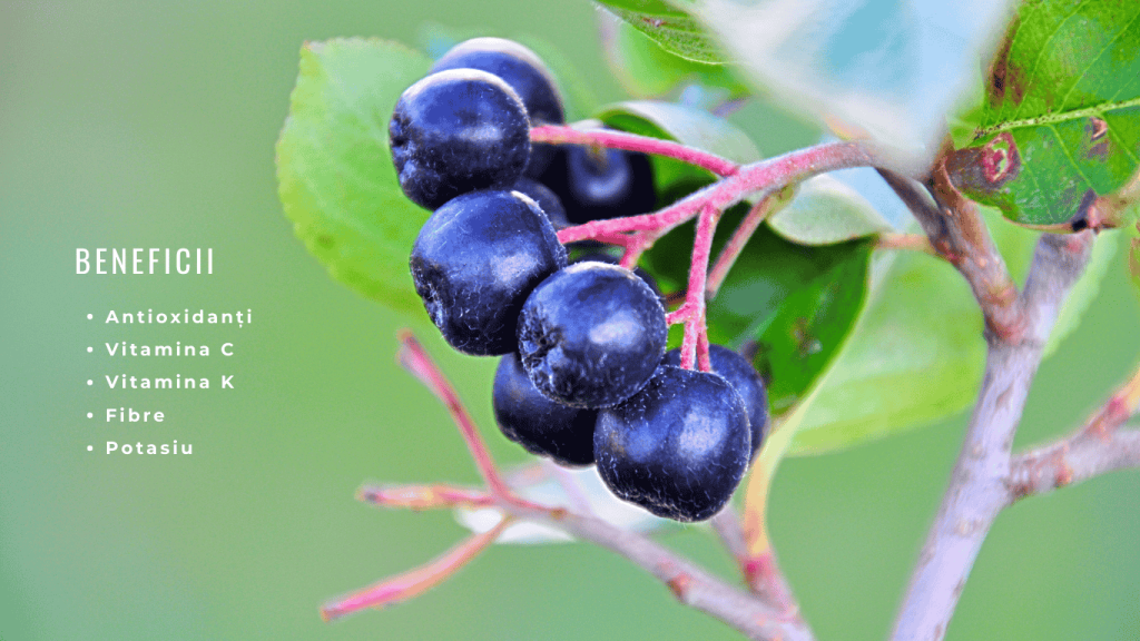 Fructe de Aronia Beneficii